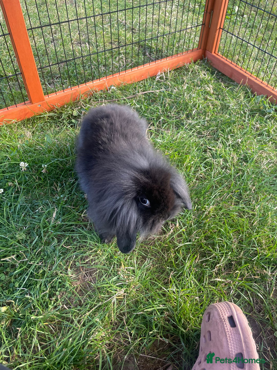 Mini Lop rabbits for sale: Male mini lop babies READY TO LEAVE  - Image 26
