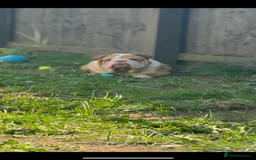 English Bulldog dogs for stud: Tony  - Image 3