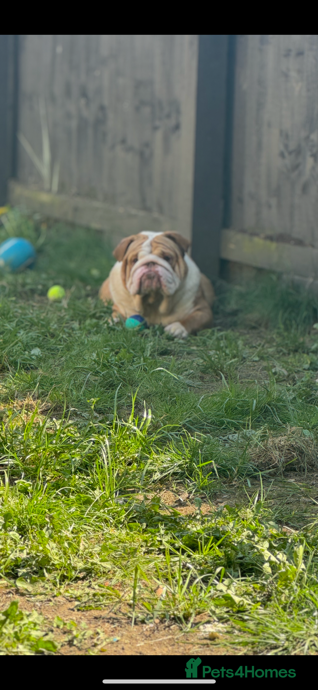 English Bulldog dogs for stud: Tony  - Image 3