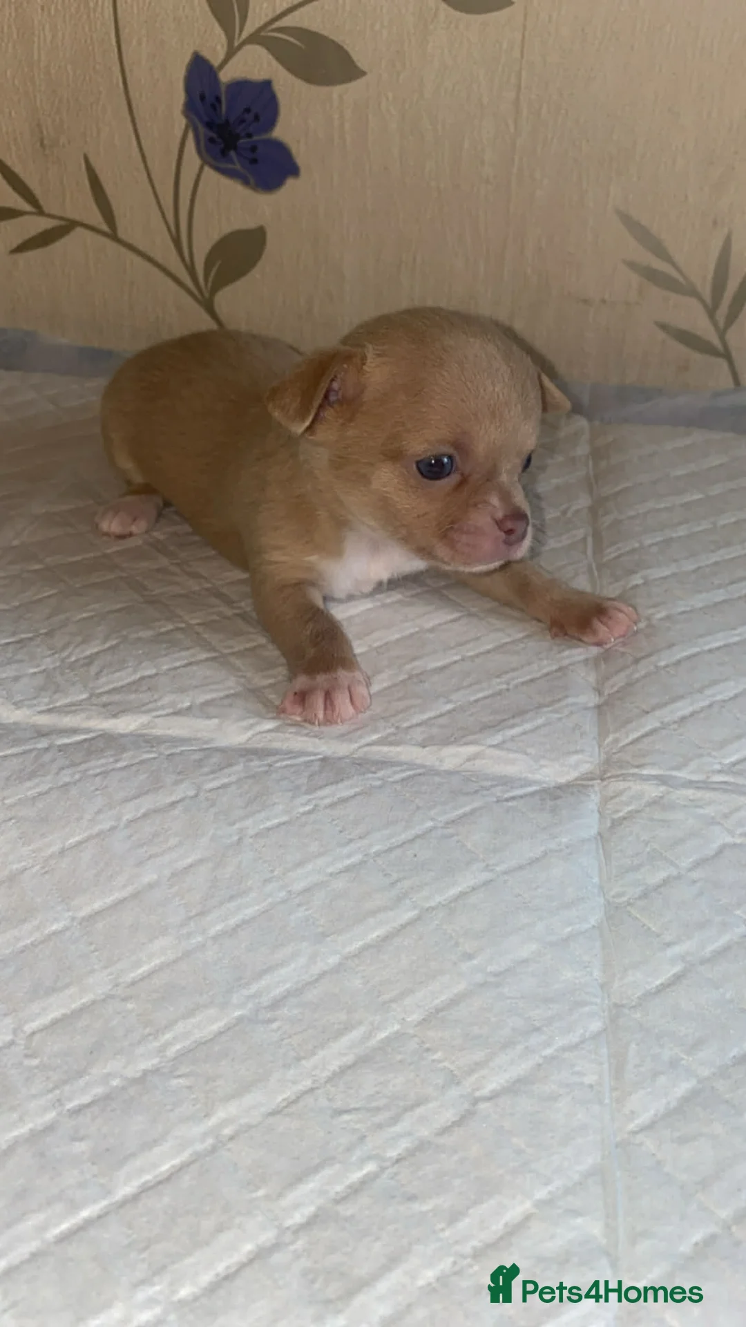Chihuahua dogs for sale: chihuahua puppis for sale  - Advert 12