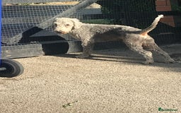 Bedlington Terrier dogs for stud: Bedlington terrier for stud in Barnsley - Image 1