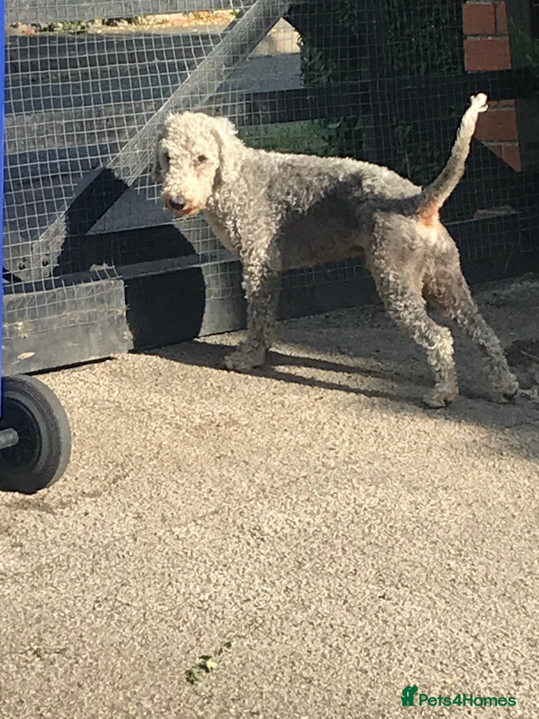 Bedlington Terrier dogs for stud: Bedlington terrier for stud in Barnsley - Image 1