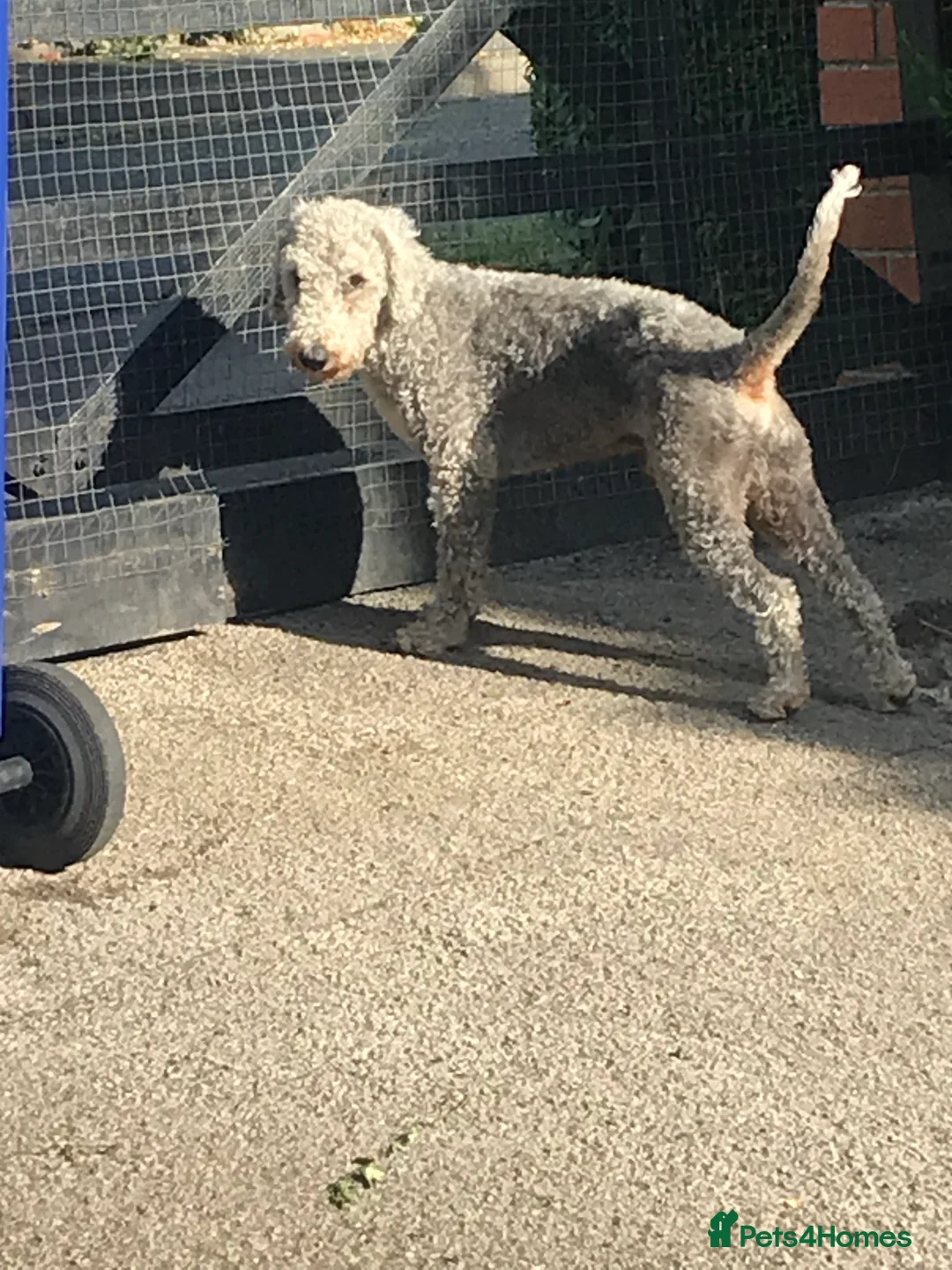 Bedlington Terrier dogs for stud: Bedlington terrier for stud in Barnsley - Advert 1