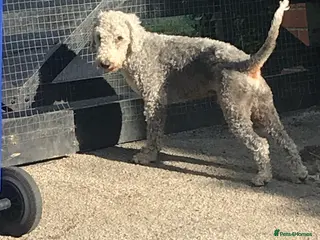Bedlington Terrier dogs Bedlington terrier for stud in Barnsley - Advert 4