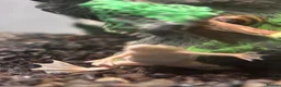 Other/Mixed Breed fish for sale: Albino aquatic Dwarf frog  in Nottingham - Advert 3
