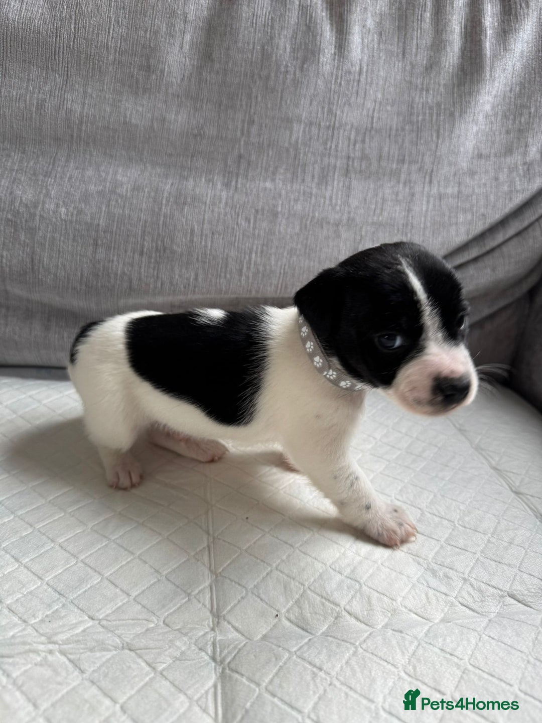 Mixed Breed dogs for sale: Cavalier King Charles Spaniel X Jack Russell - Advert 10