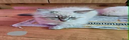 Siberian cats for sale: Beautiful Siberian kittens - Advert 3
