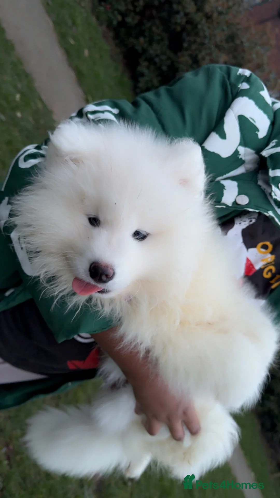 Samoyed dogs for sale: 1 bear faced Sammy PUP left 🐶💖 - Advert 1