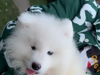 Samoyed dogs 1 bear faced Sammy PUP left 🐶💖 - Advert 2
