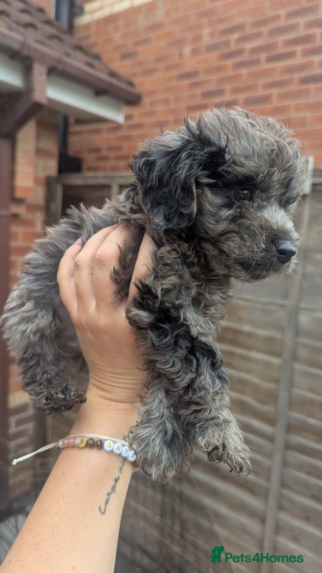 Cockapoo dogs for sale: Cockapoo Puppies (TOY) - Image 32