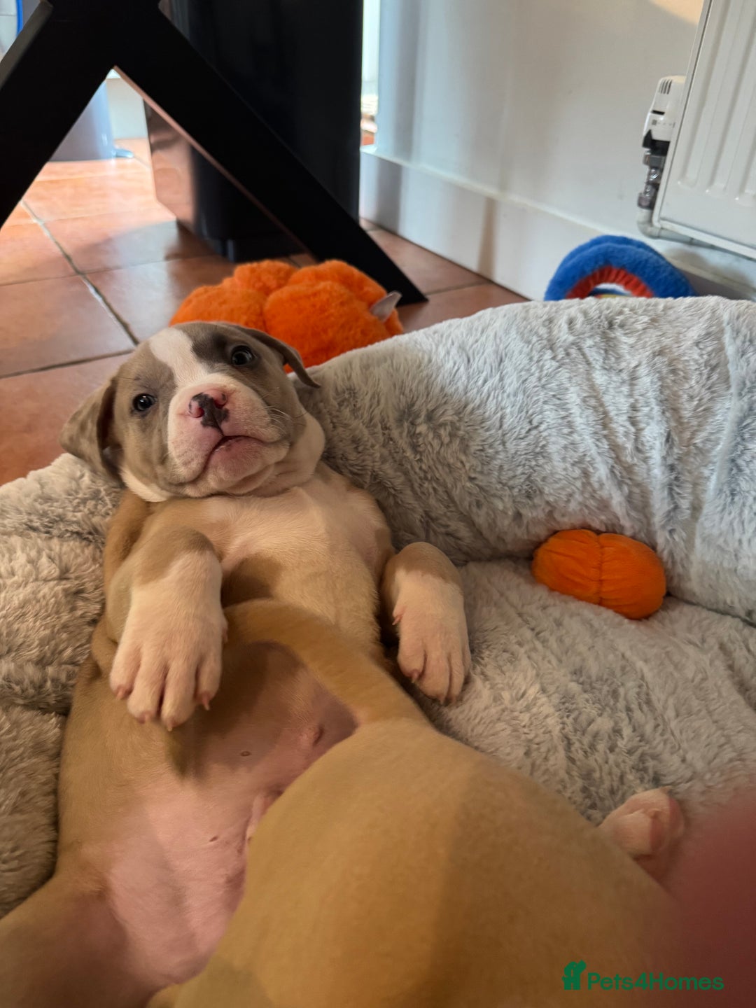 American Bully dogs for sale: American staffys  - Image 4