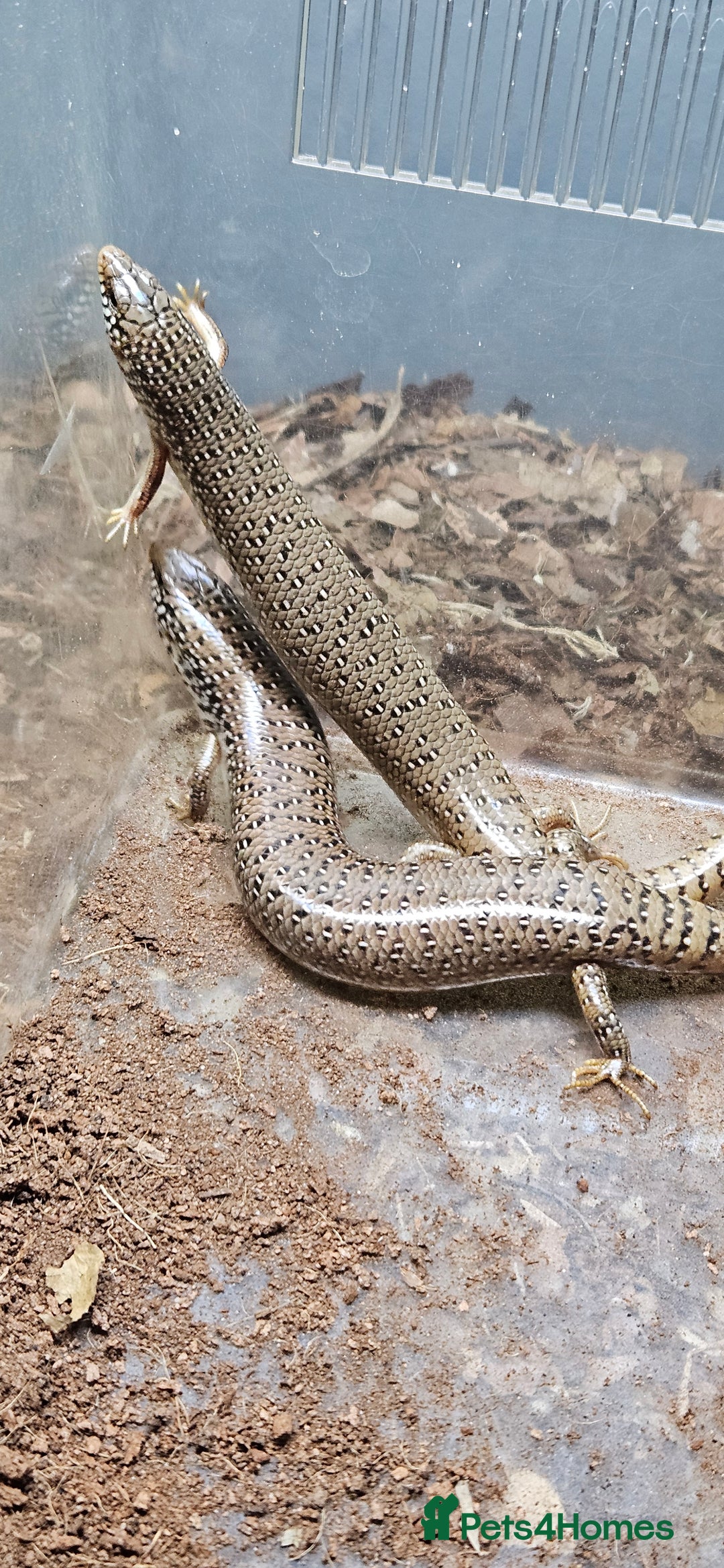 Skink reptiles for sale: X4 ocellated skinks and set up - Advert 7