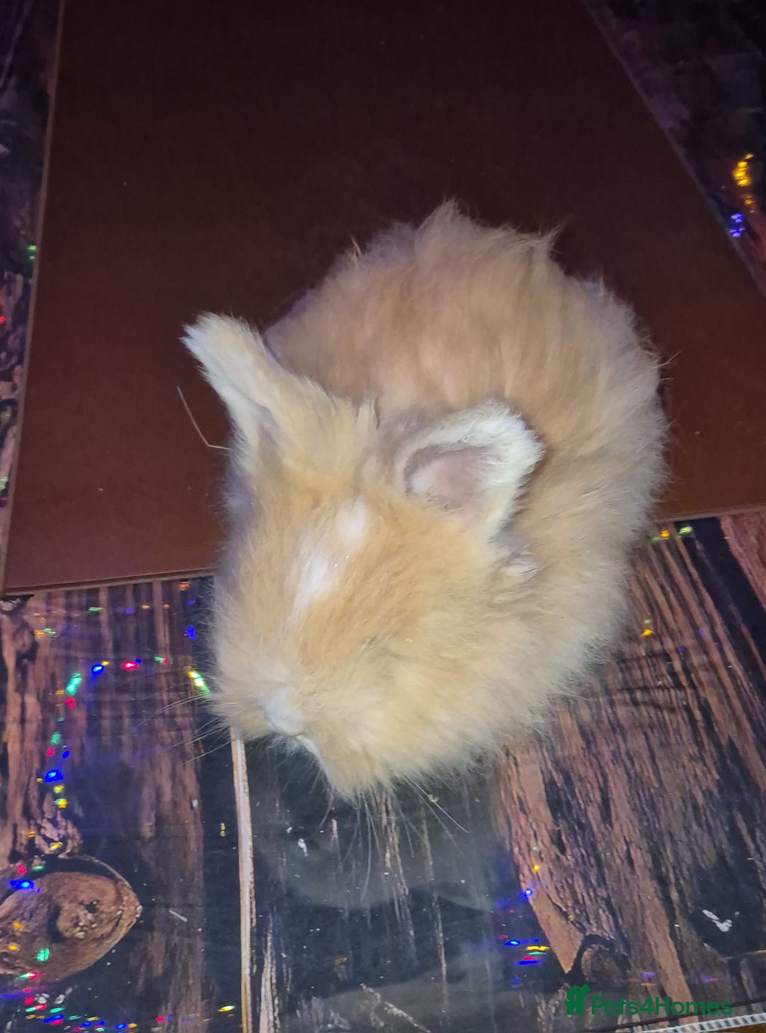 Angora rabbits for sale: Gorgeous Angora Rabbits, Pure Bred Full Faced. - Advert 23