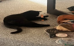 Domestic Shorthair cats for sale: Beautiful cats - Image 2