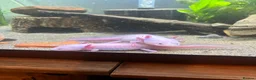 Axolotl reptiles for sale: Axolotyls for sale  - Advert 4