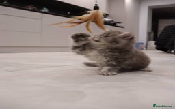 British Shorthair cats for sale: Champion Bloodlines BSH kittens  - Image 28