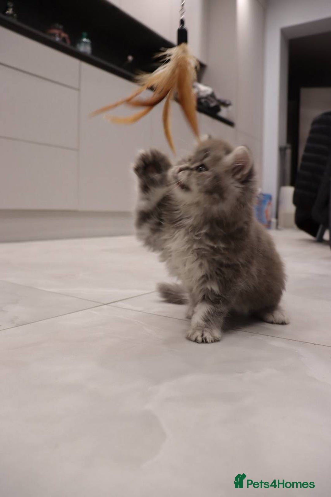 British Shorthair cats for sale: Champion Bloodlines BSH kittens  - Image 28