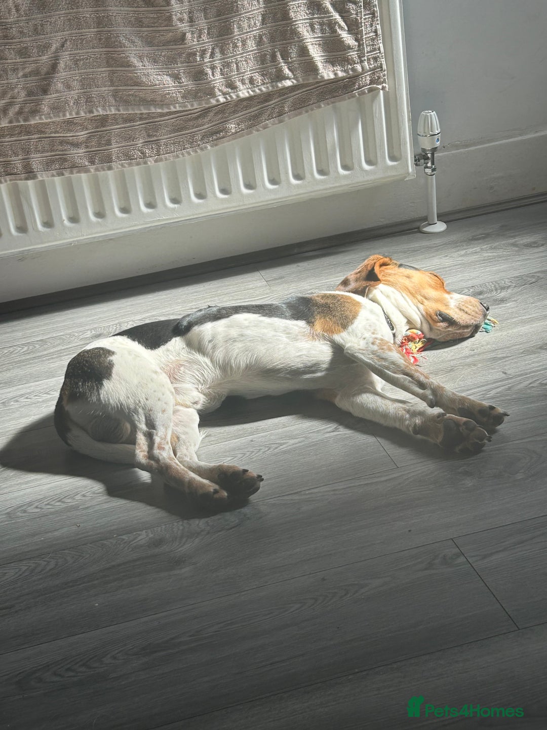 Beagle dogs for sale: Charlie Beagle - Image 5