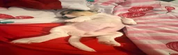 Jack Chi dogs for sale: 8 week male pup, chihuahua x jack  in Bristol - Advert 1