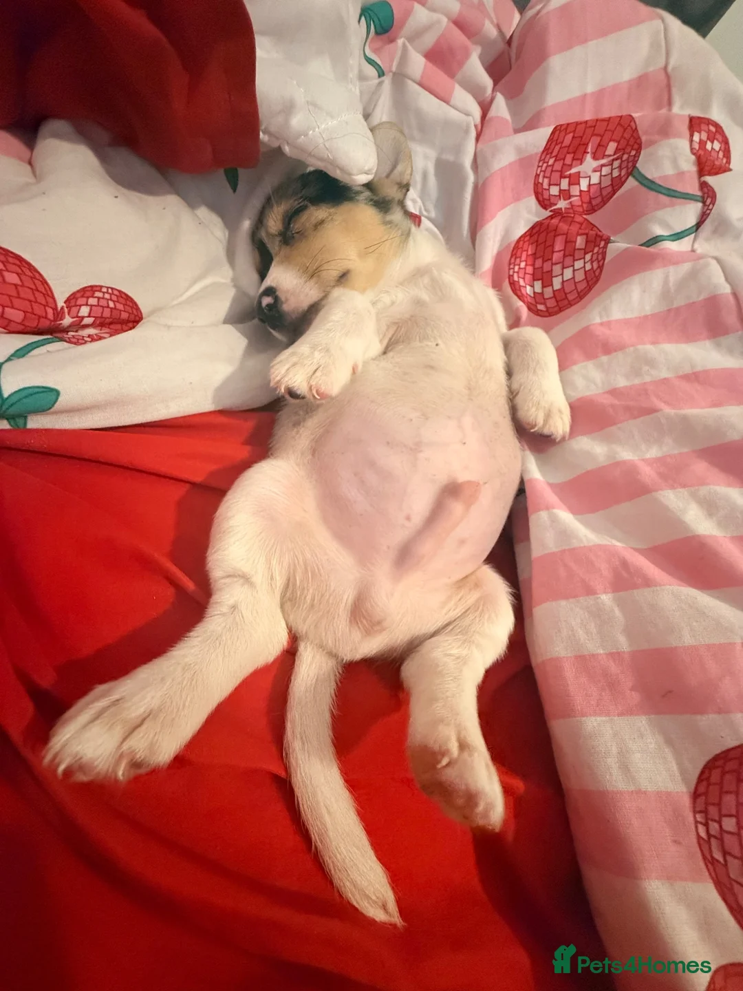Jack Chi dogs for sale: 8 week male pup, chihuahua x jack  in Bristol - Advert 1