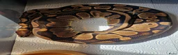 Python Snake reptiles for sale: Female ball pythons - Advert 2