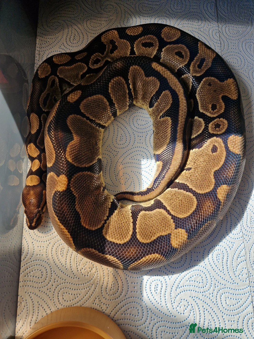 Python Snake reptiles for sale: Female ball pythons - Advert 2