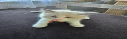 Ragdoll cats for sale: ​ Exceptional Ragdoll Kittens – Stunning Bicolor - Advert 9