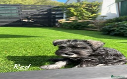 Miniature Schnauzer dogs for sale: Ready for our forever home’s miniature schnauzers  - Image 24