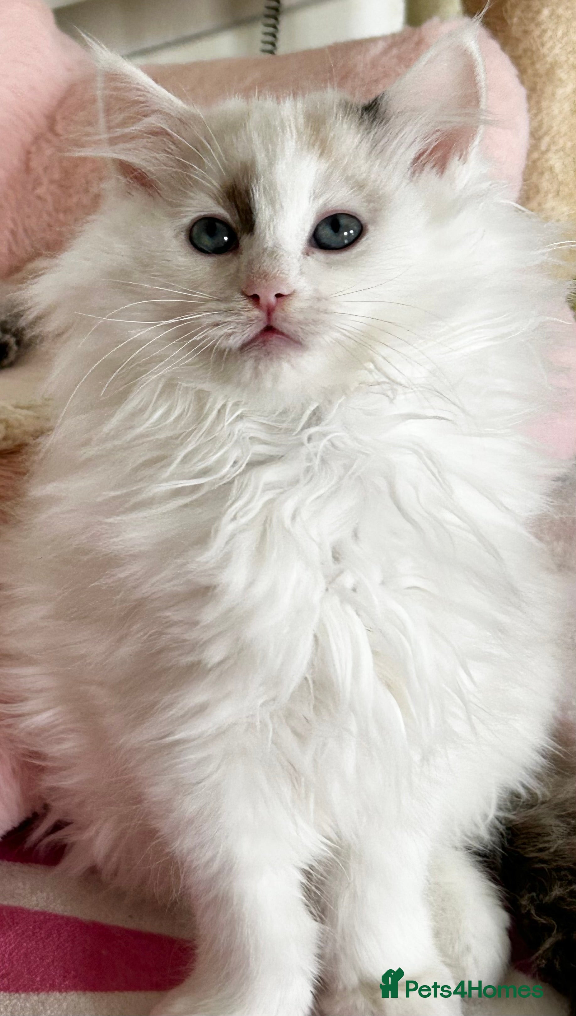 Ragdoll cats Gorgeous rare Van Ragdoll boy - Advert 11