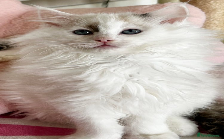 Ragdoll cats - Advert 2