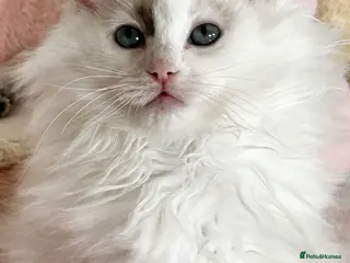 Ragdoll cats Gorgeous rare Van Ragdoll boy - Advert 11