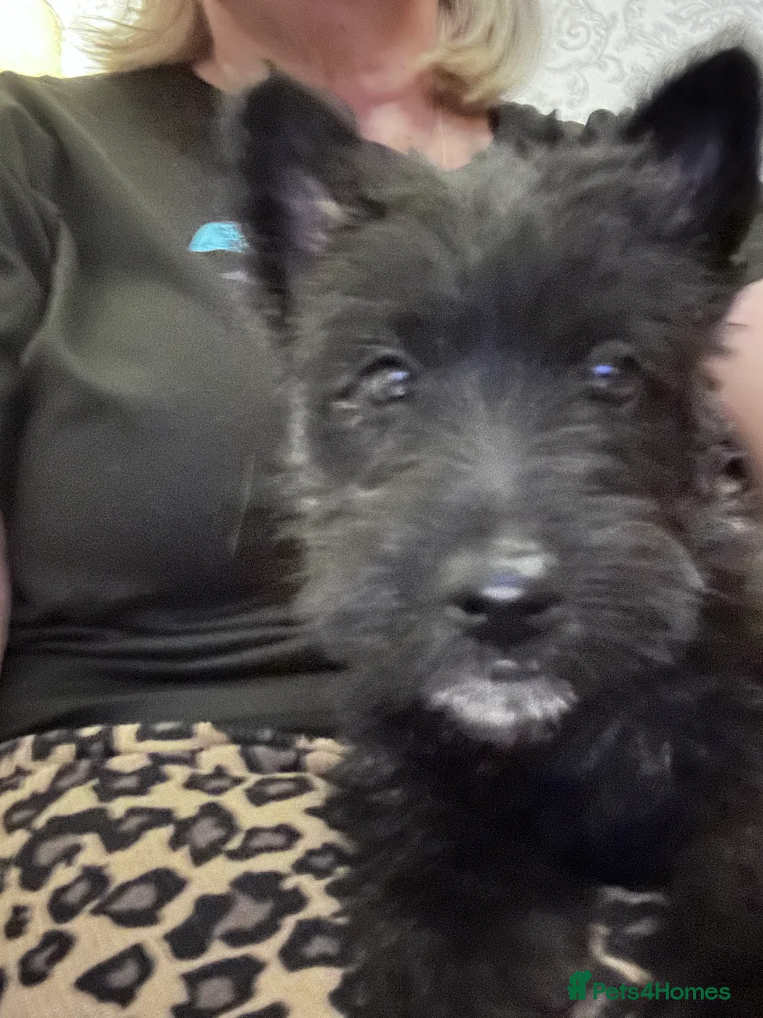 Scottish Terrier dogs for sale: Scottie Bitch in Chatteris - Advert 4