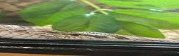 Snake reptiles for sale: Hog nose snake + enclosure for sale  in London - Advert 4