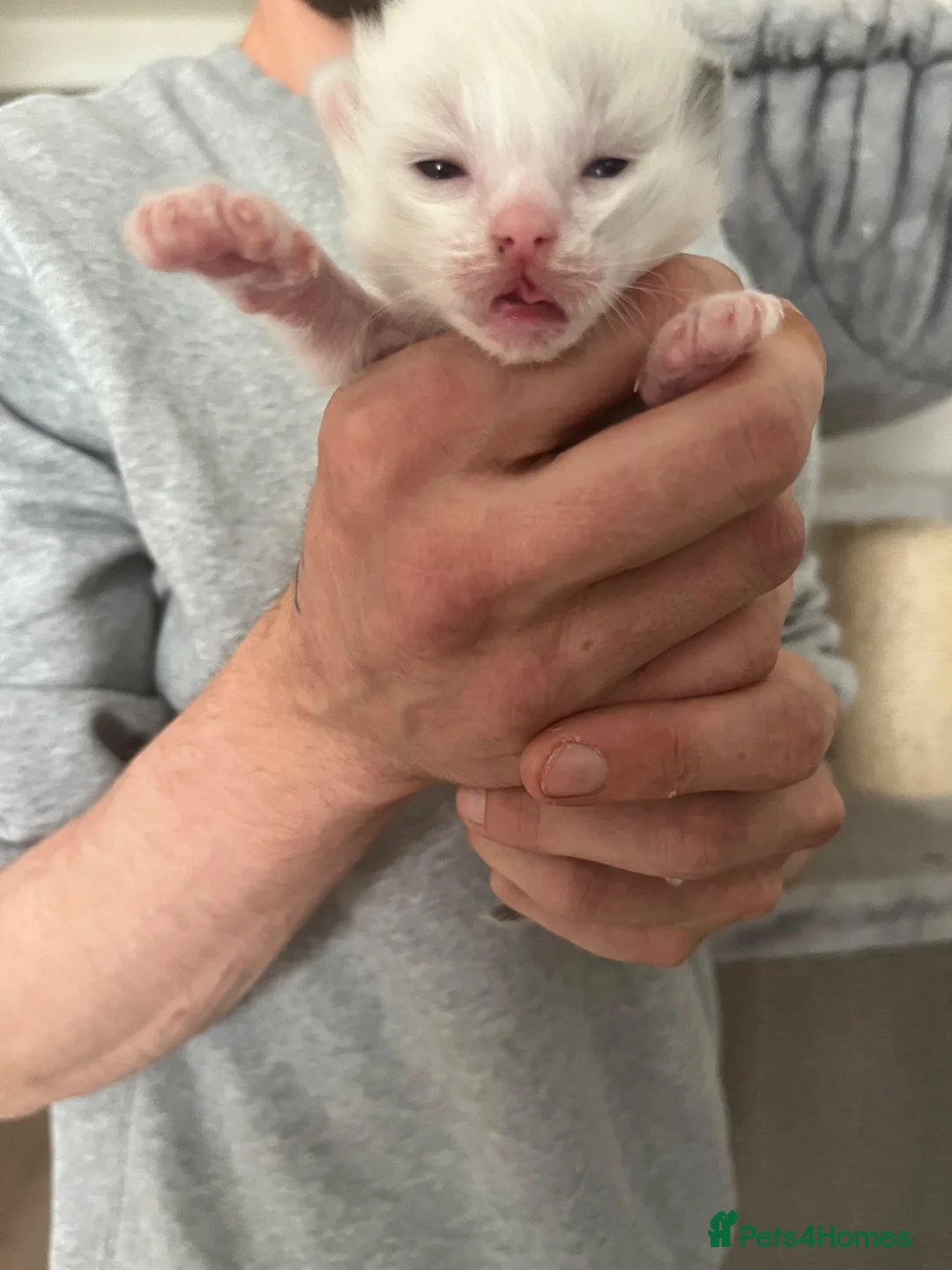 Ragdoll cats for sale: 3 beautiful full ragdoll kittens  - Advert 15