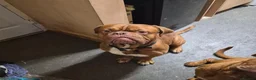 Dogue De Bordeaux dogs for stud: Beautiful male douge up for STUD  - Advert 3