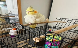 Cockatiels birds for sale: Hand tamed Cockatiel with cage and toys - Image 3