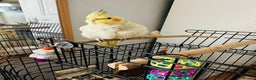 Cockatiels birds for sale: Hand tamed Cockatiel with cage and toys - Advert 3