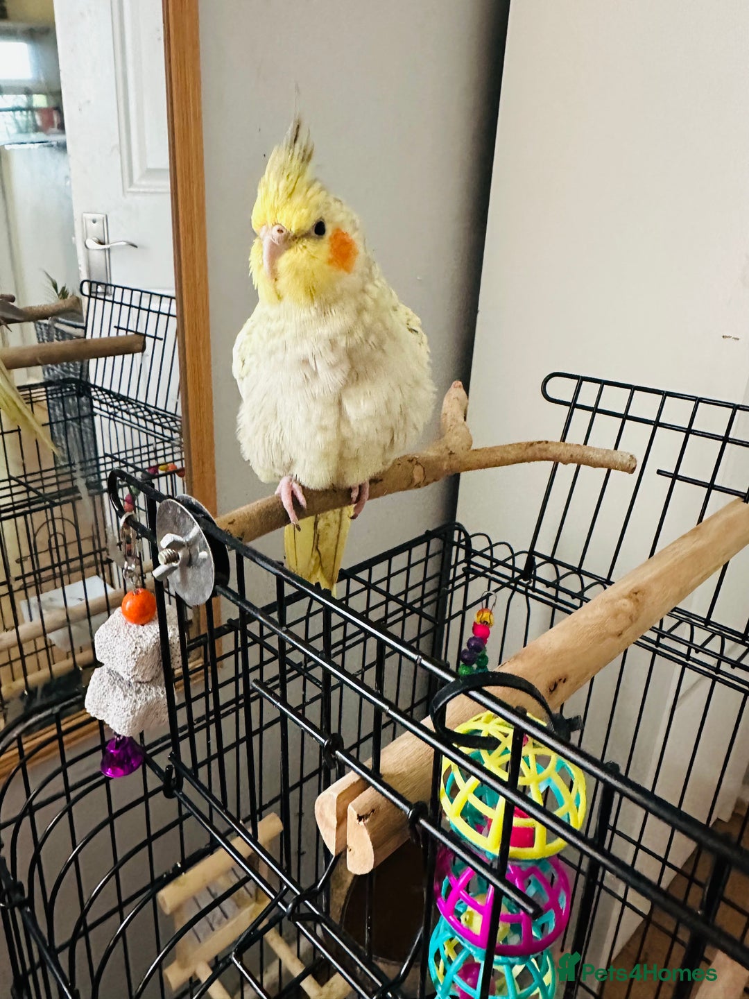 Cockatiels birds for sale: Hand tamed Cockatiel with cage and toys - Image 3