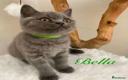 British Shorthair cats for sale: British Shorthair kittens, GCCF Certificate  in Dundee - Image 6