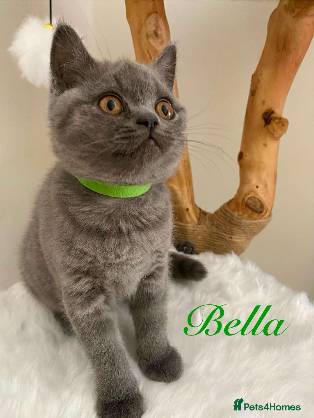 British Shorthair cats for sale: British Shorthair kittens, GCCF Certificate  in Dundee - Image 6