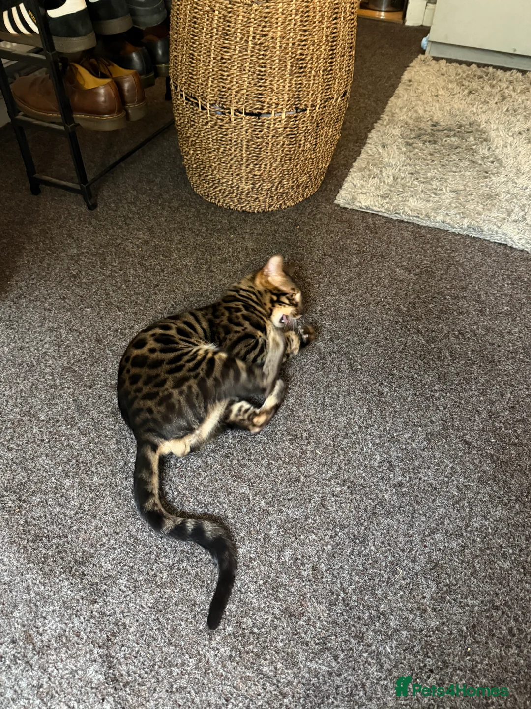 Bengal cats for stud: Stunning Bengal for stud - Advert 26