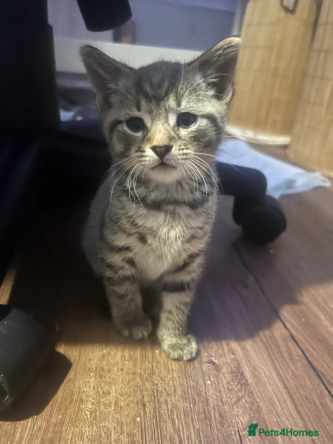 Mixed Breed cats for sale: 4 pretty kittens - Advert 6