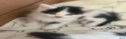Mixed Breed cats for sale: Tuxedo and cow printed kittens in Burton-on-Trent - Advert 4