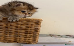 British Longhair cats for sale: Rare Golden Shaded British Longhair Girl Teddy  - Image 14