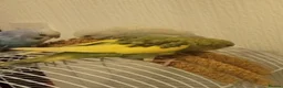 Budgerigars birds for sale: Baby budgie for sale  - Advert 7