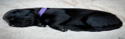 Labrador Retriever dogs for sale: Outstanding Labrador Puppies–Exceptional Pedigree - Advert 9