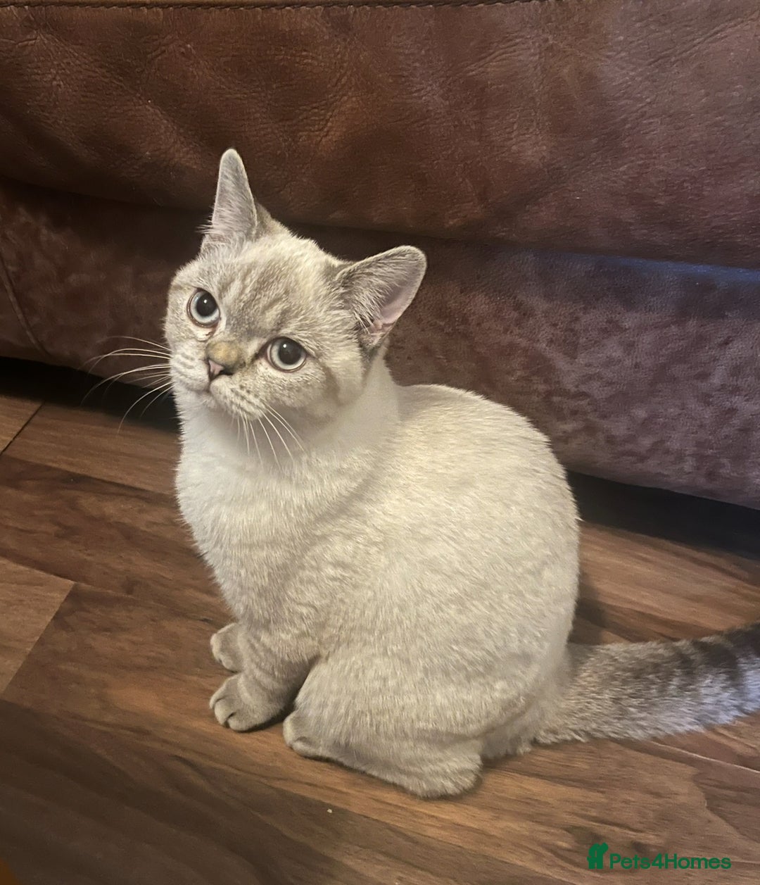 British Shorthair cats for sale: Pedigree British shorthair kitten seeks family  - Image 5