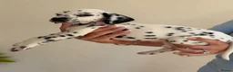 Dalmatian dogs for sale: 🏆 TWO BEAUTIFUL DALMATIAN FEMALES 🏆 - Advert 4