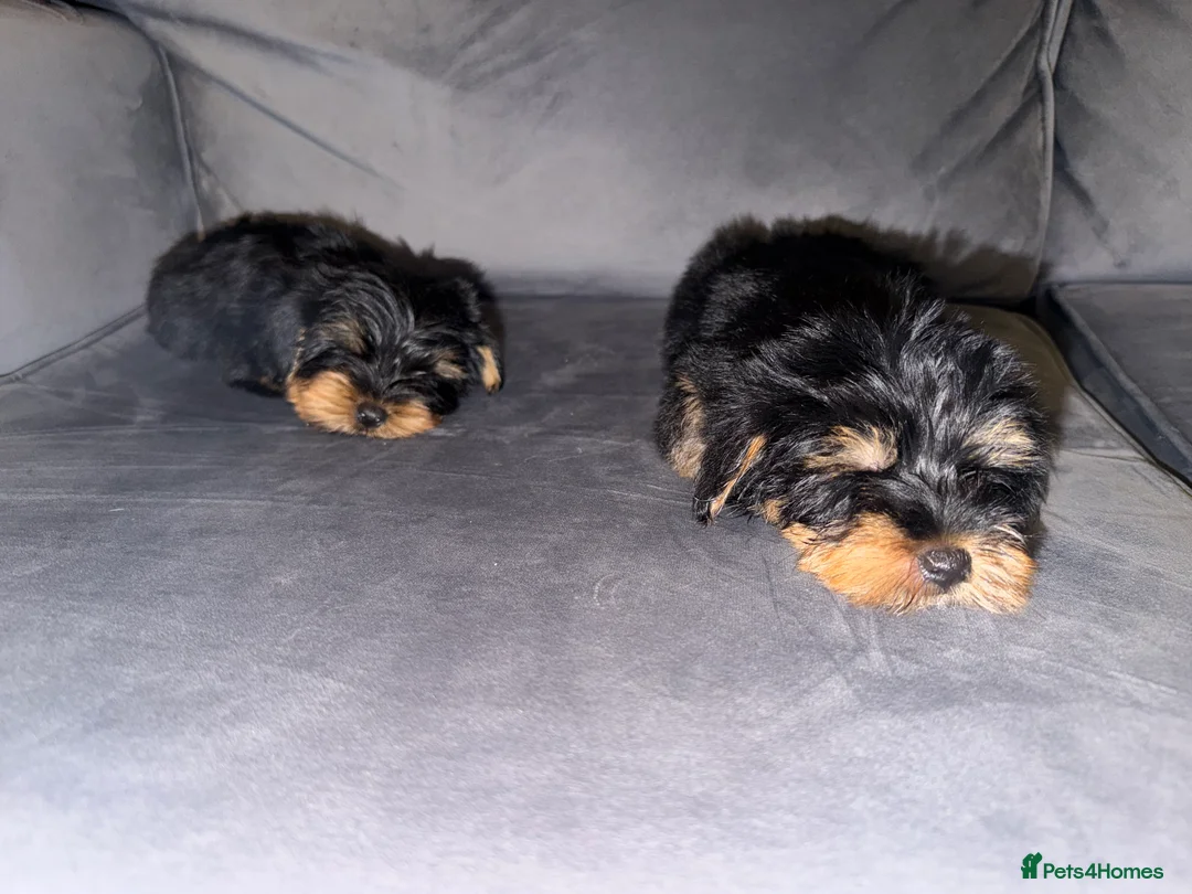 Yorkshire Terrier dogs for sale: 🌸 Stunning Yorkshire terrier puppies available 🌸 - Advert 10