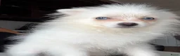 Pomeranian dogs for sale: White Pom blue eyes  - Advert 6